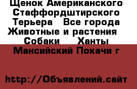 Щенок Американского Стаффордштирского Терьера - Все города Животные и растения » Собаки   . Ханты-Мансийский,Покачи г.